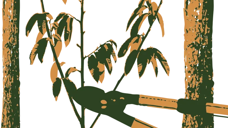 La châtaigneraie - Bois de châtaignier