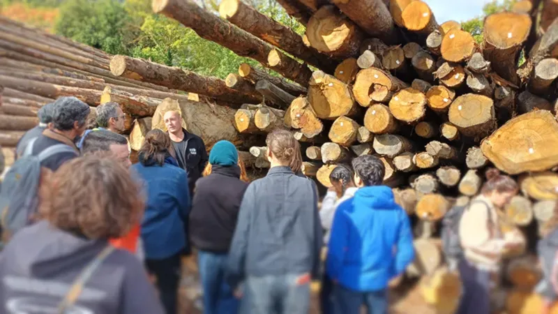 Le bois de châtaignier