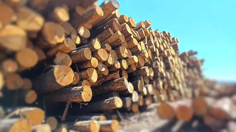 Le bois de châtaignier