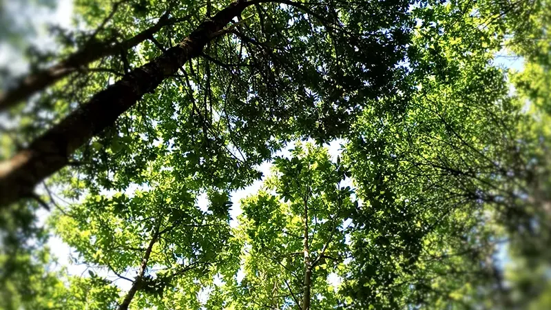 Le bois de châtaignier