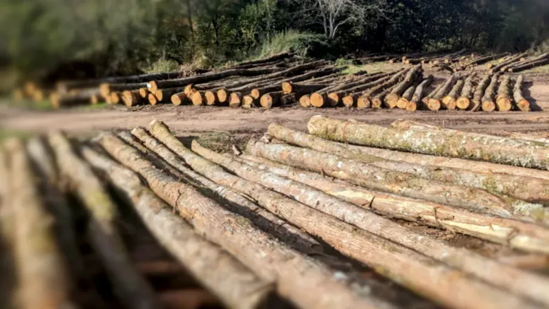 Le bois de châtaignier