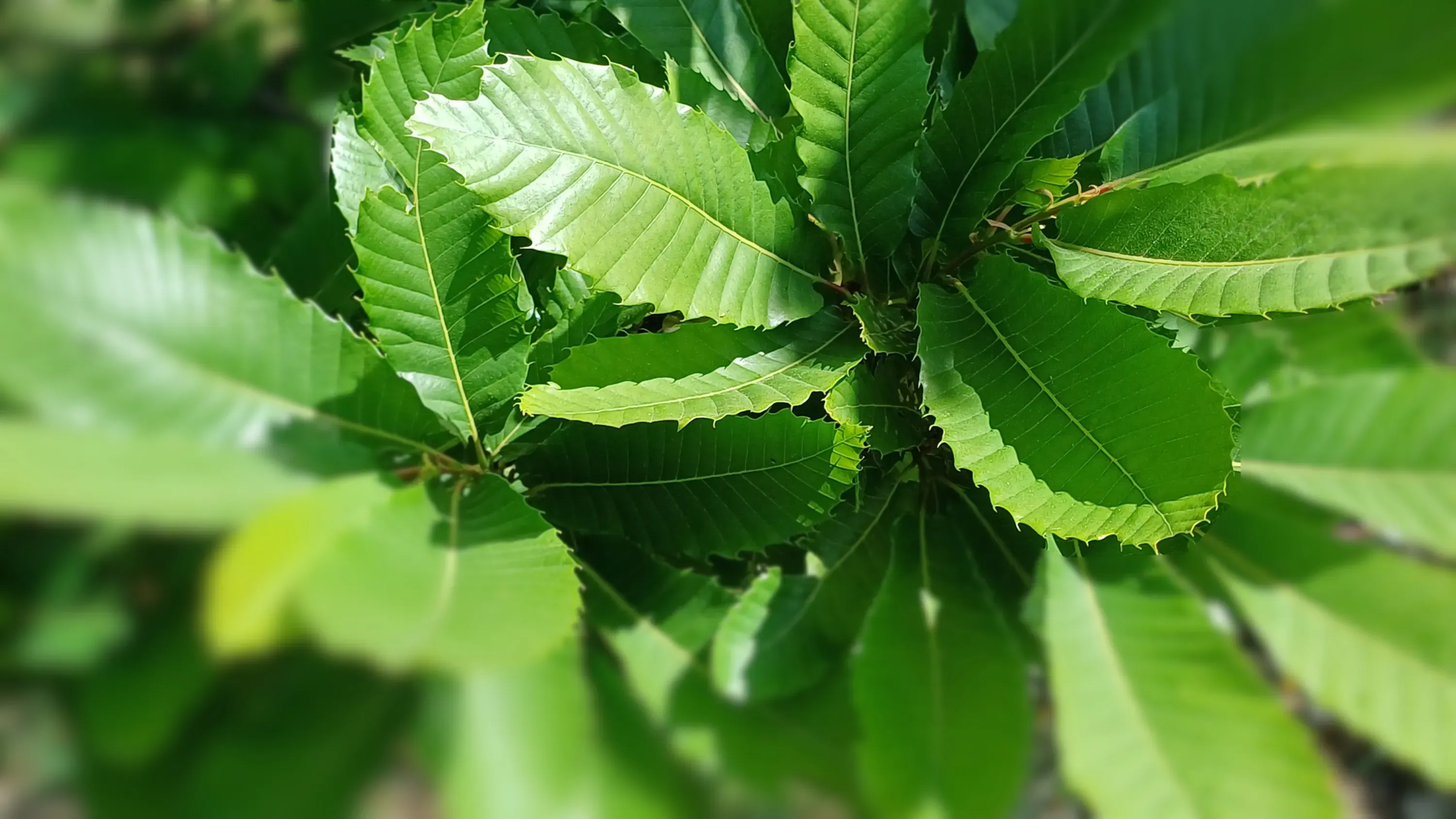 Le bois de châtaignier