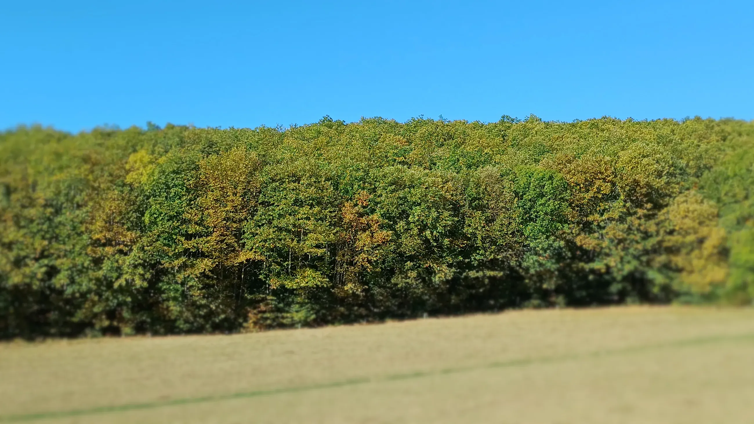Le bois de châtaignier