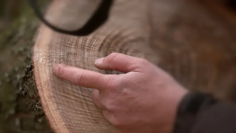 Le bois de châtaignier