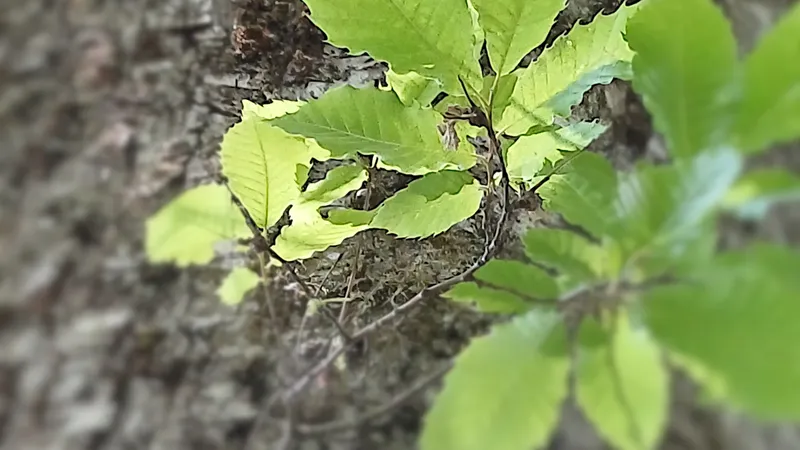 Le bois de châtaignier