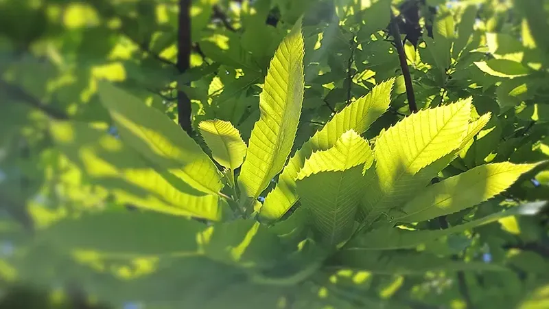 Le bois de châtaignier