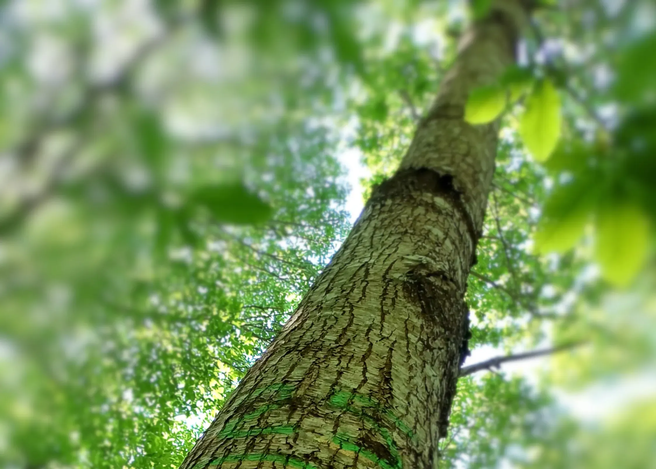 Le bois de châtaignier