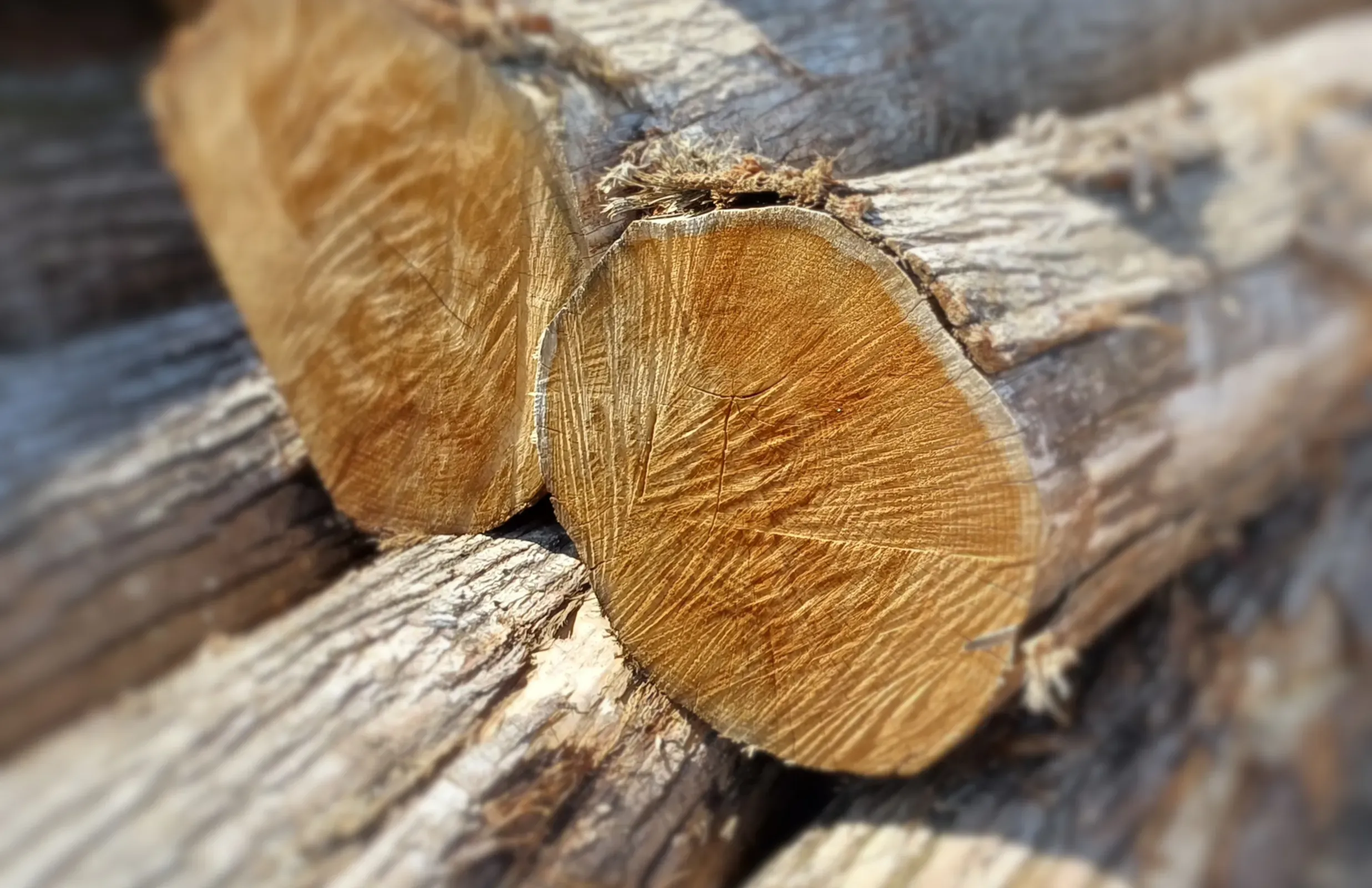 Le bois de châtaignier