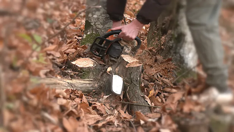 Le bois de châtaignier