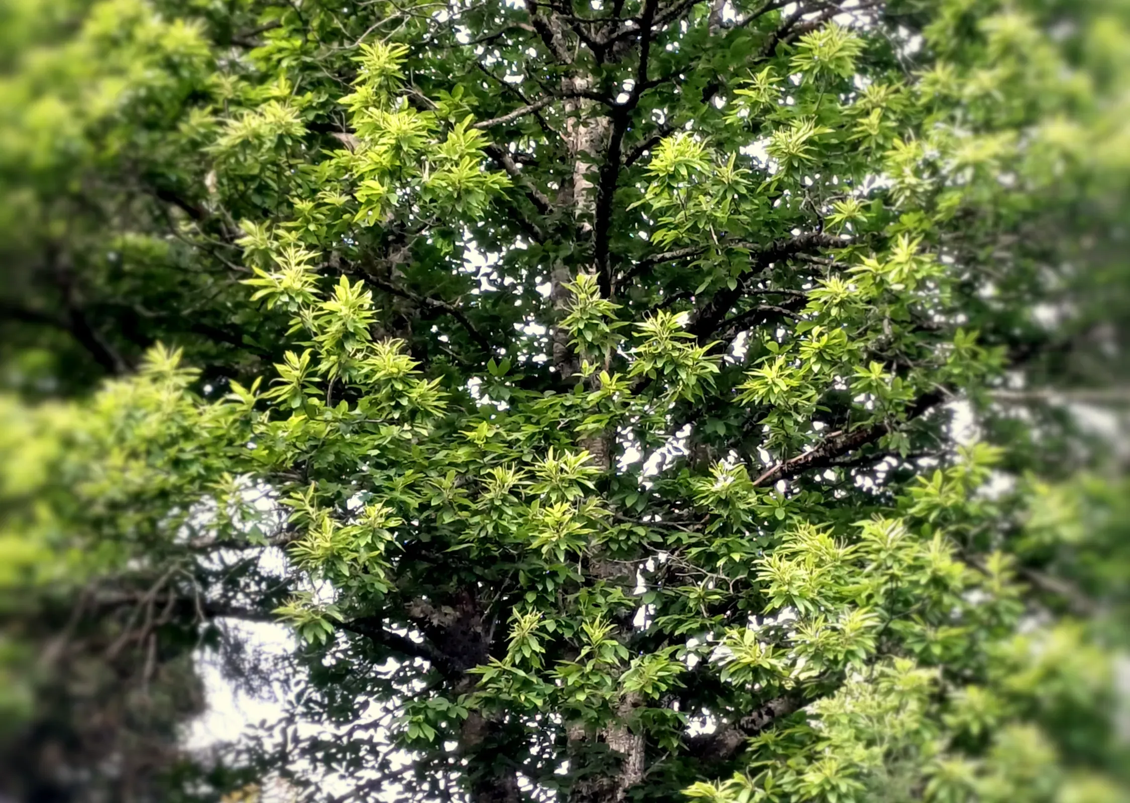 Le bois de châtaignier