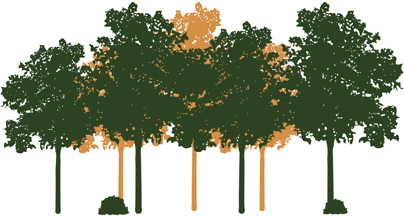 Le châtaignier - Bois de châtaignier