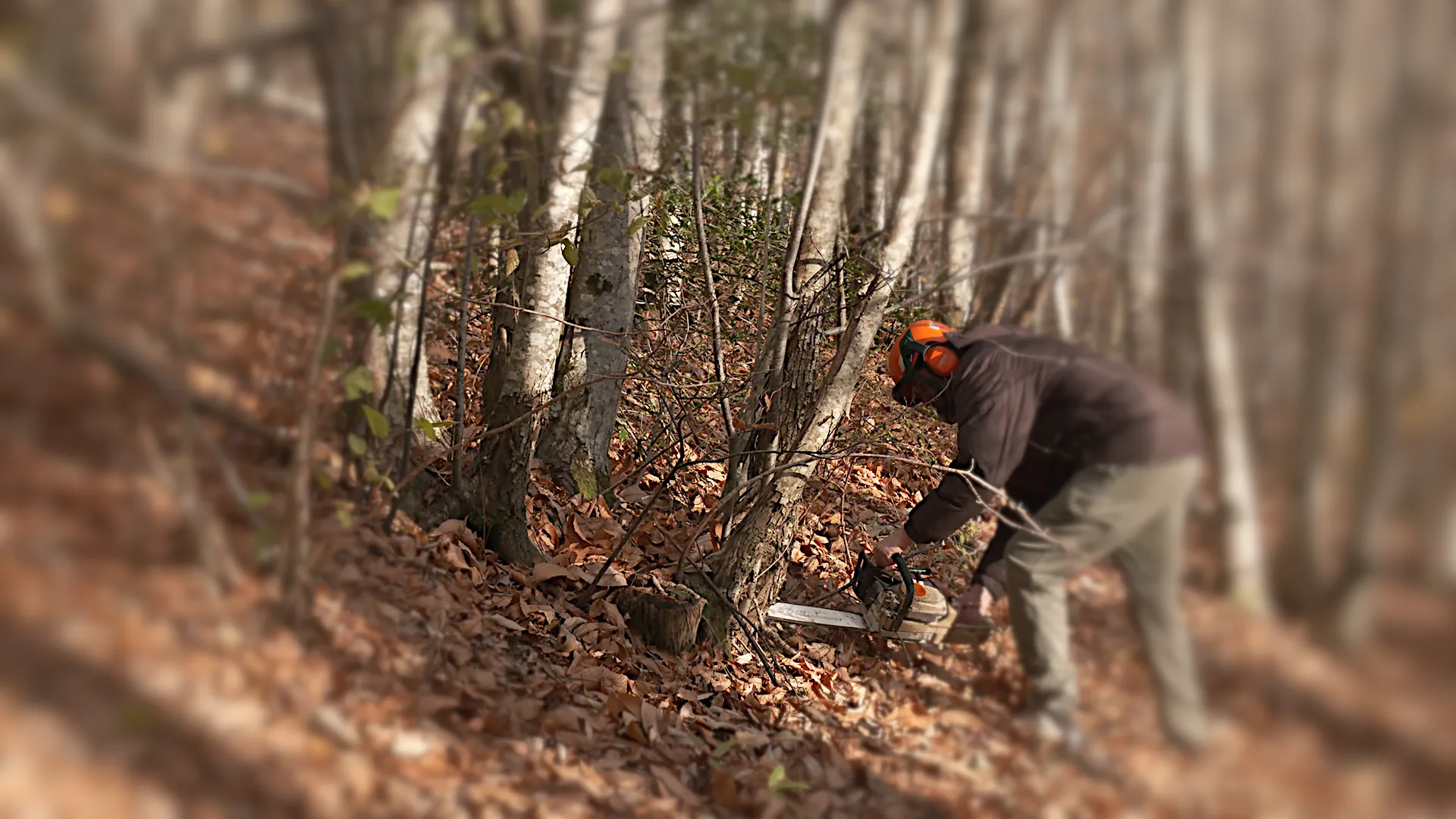 Le bois de châtaignier