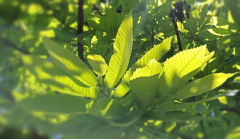 Le bois de châtaignier